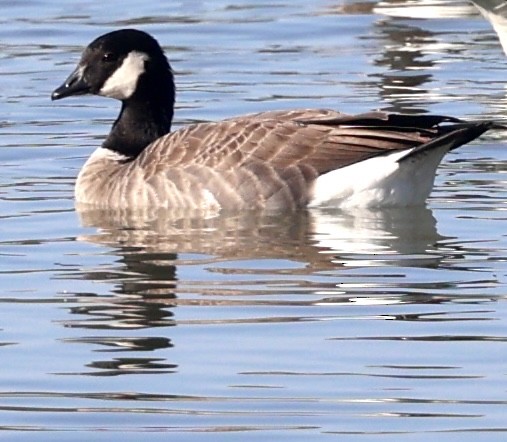 Cackling Goose (Richardson's) - ML519697301