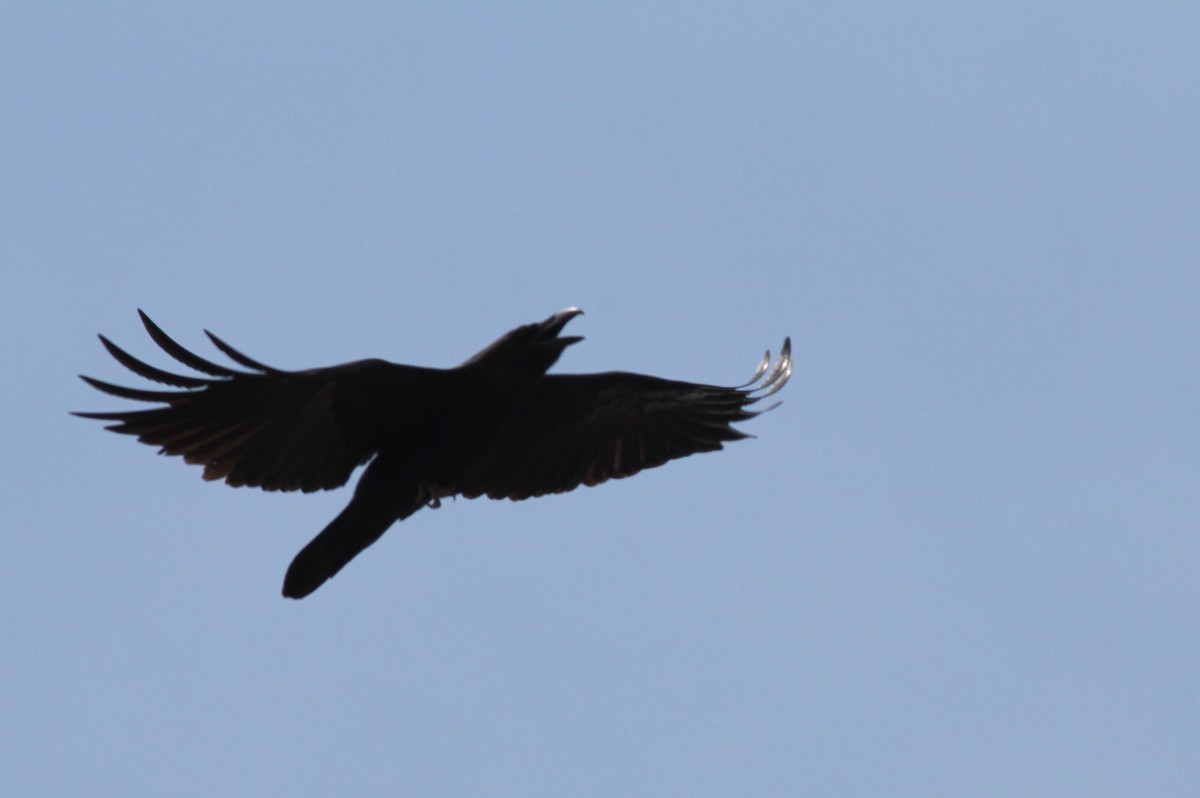 Chihuahuan Raven - ML51969731
