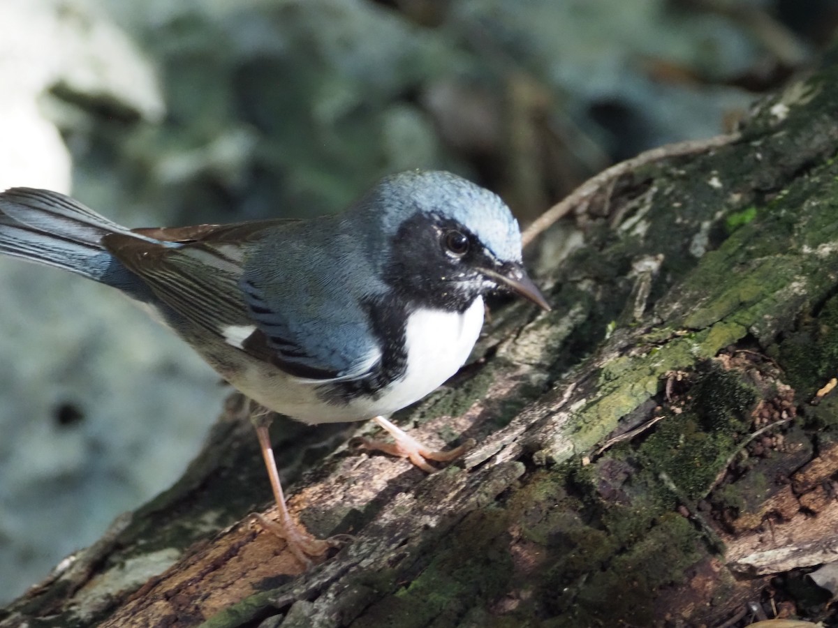 Black-throated Blue Warbler - ML519697411