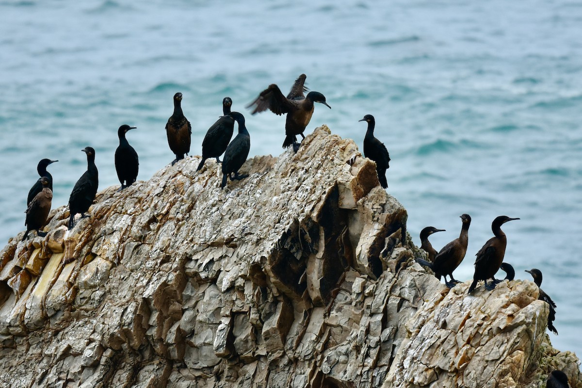 Brandt's Cormorant - George Gibbs