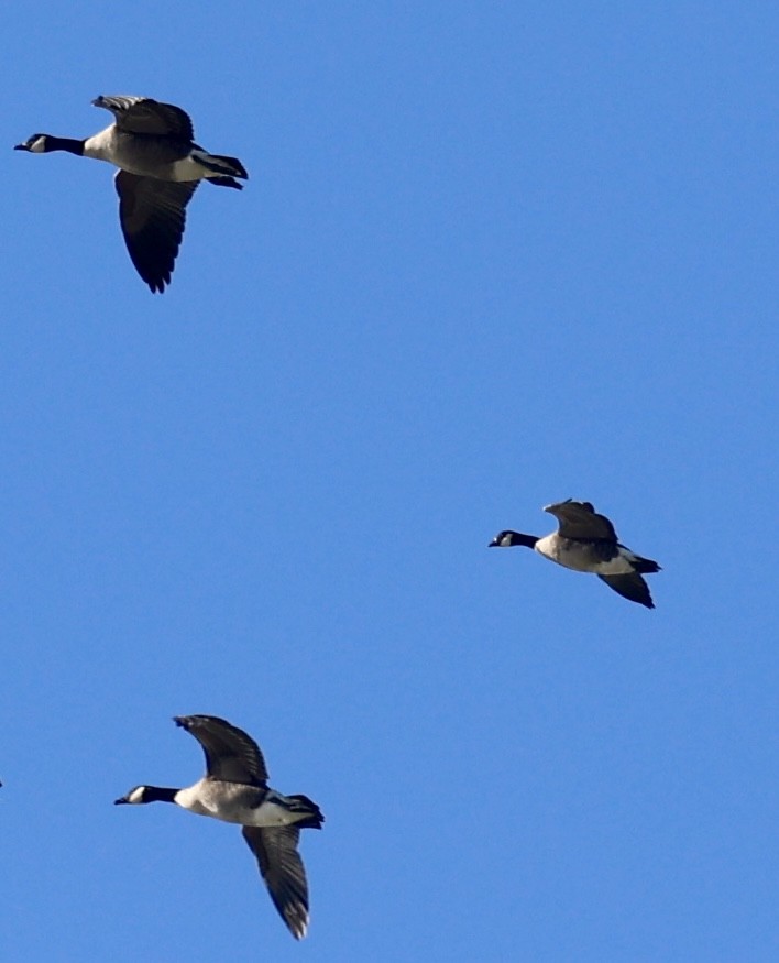 Cackling Goose (Richardson's) - ML519697551