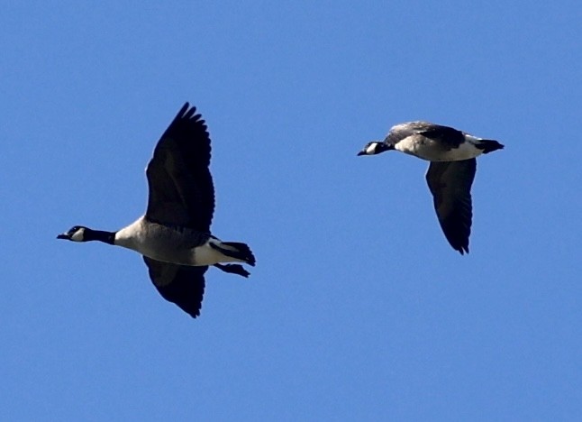 Cackling Goose (Richardson's) - ML519698471
