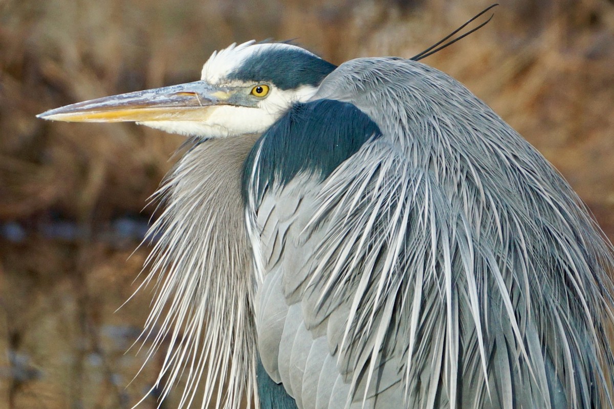 Great Blue Heron - Laura Sisitzky