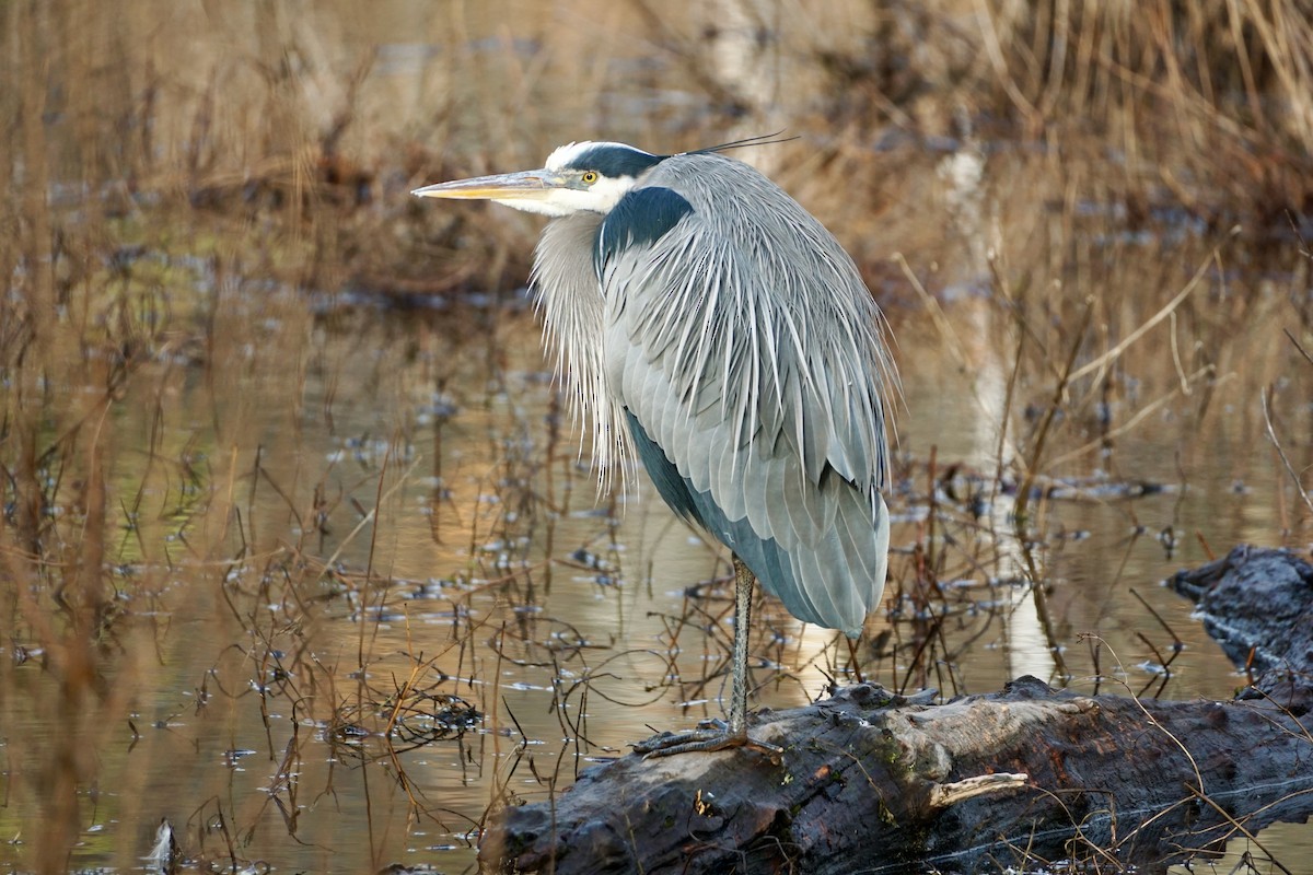 Great Blue Heron - Laura Sisitzky