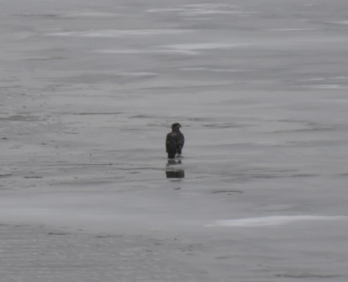 Bald Eagle - ML519698961