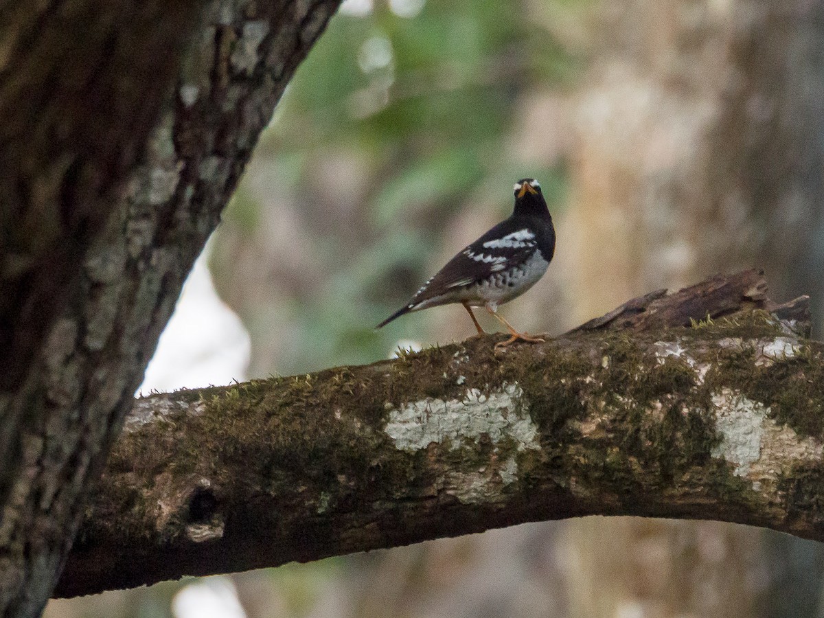 Pied Thrush - Mike Prince