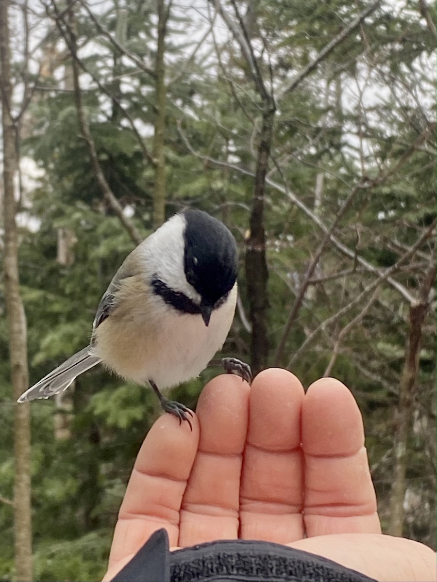 Black-capped Chickadee - ML519699531