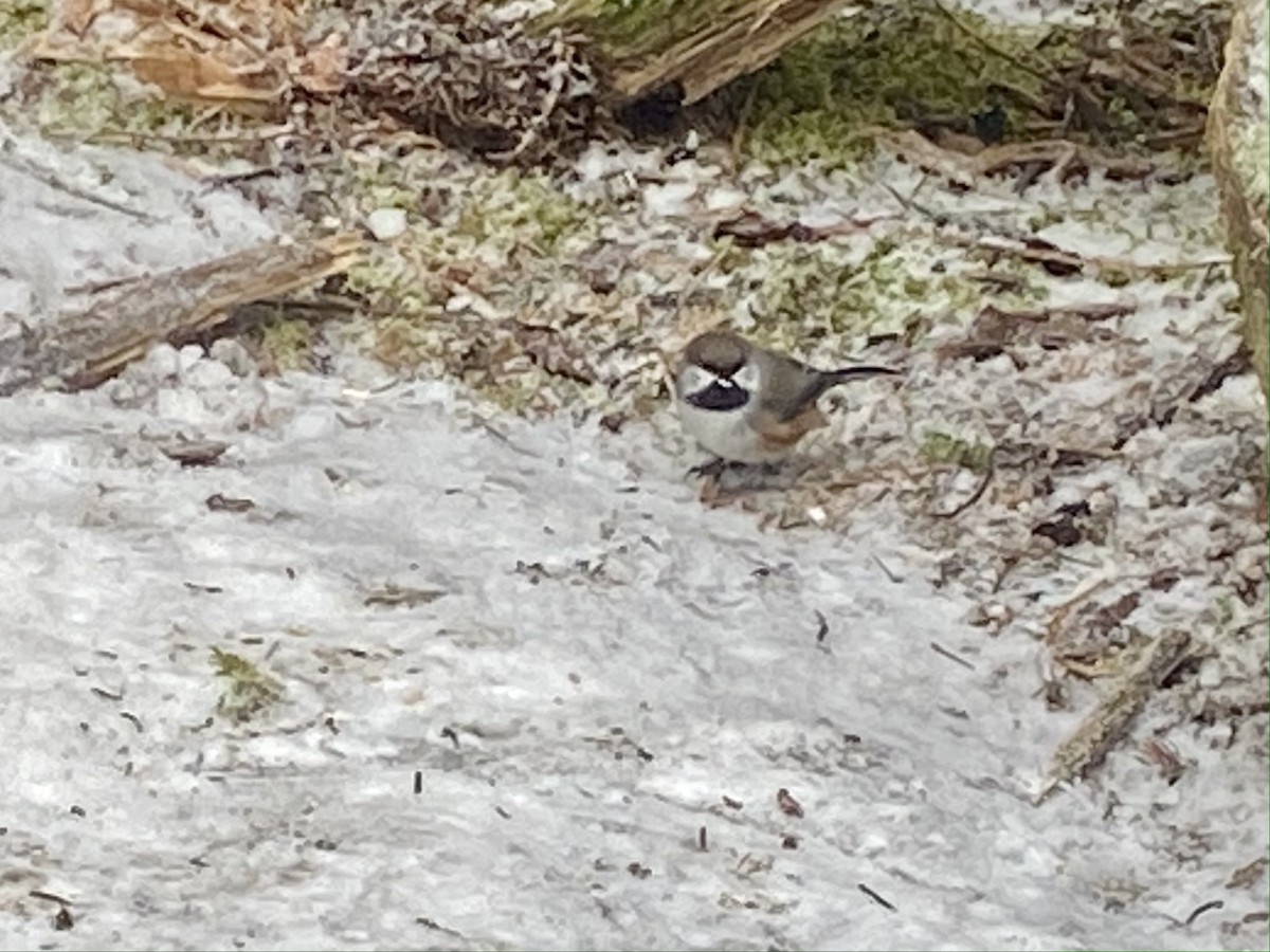 Boreal Chickadee - ML519699571