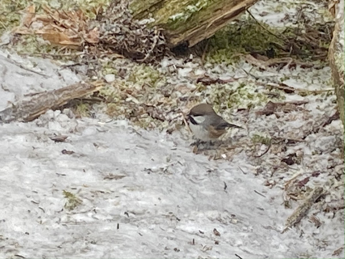 Boreal Chickadee - ML519699581