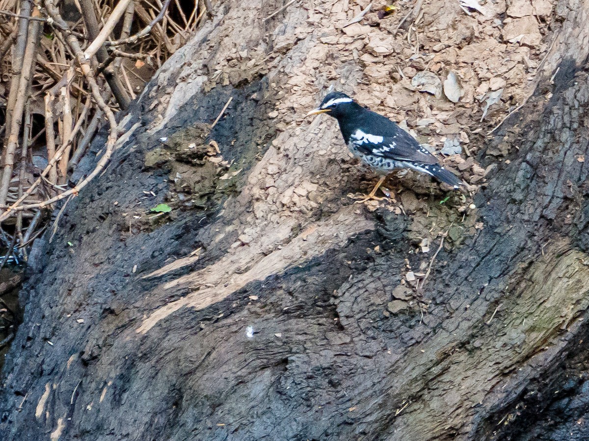 Pied Thrush - Mike Prince