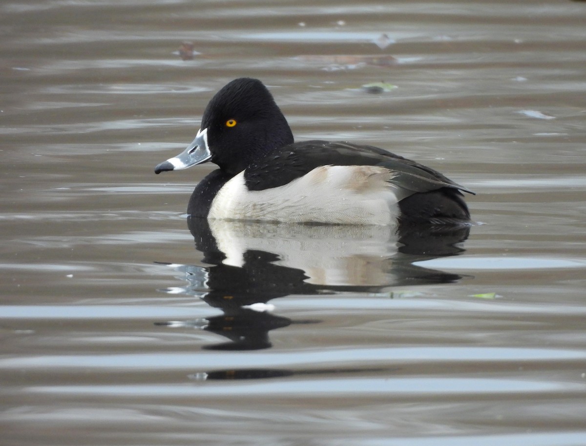 Ring-necked Duck - Jennifer Wilson-Pines