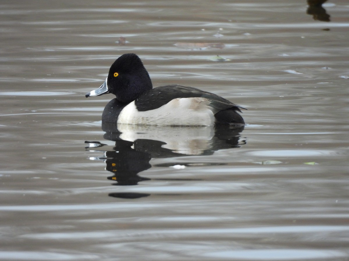 Ring-necked Duck - ML519700011