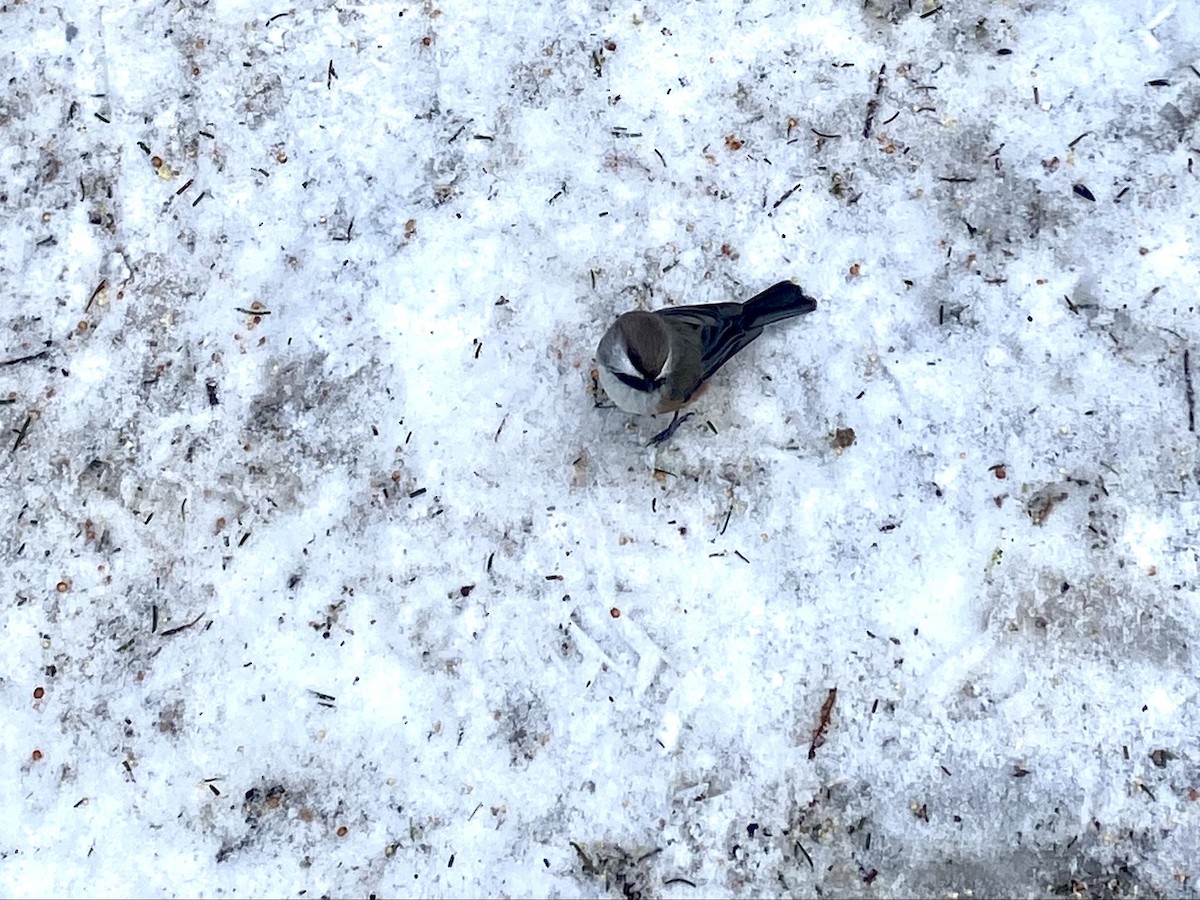 Boreal Chickadee - ML519701501
