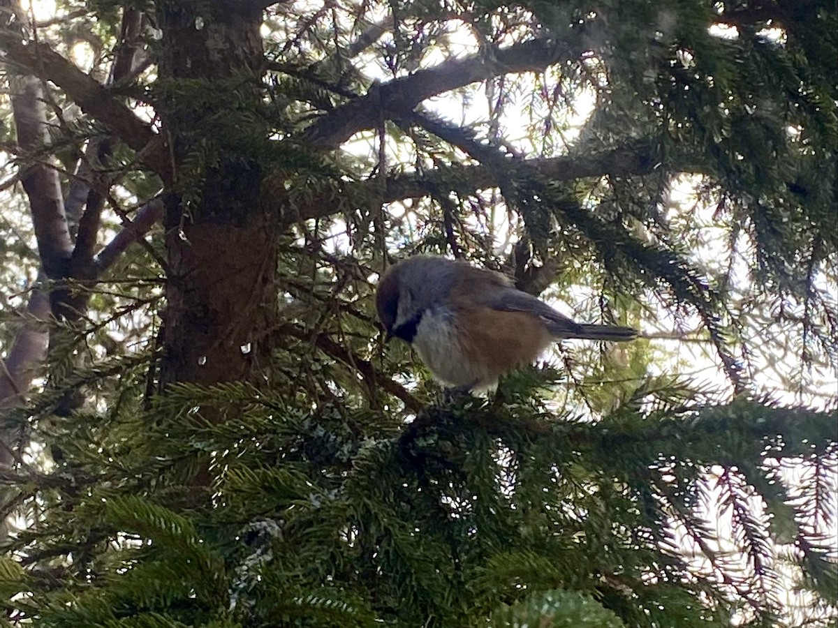 Boreal Chickadee - ML519701511