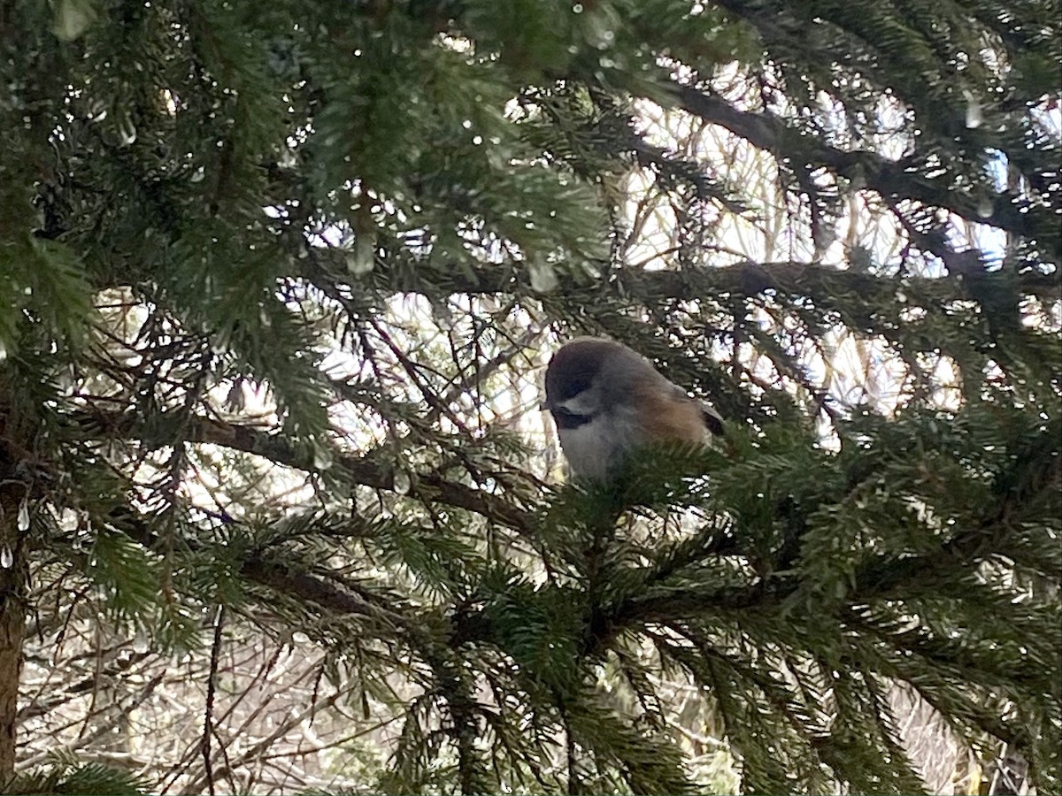 Boreal Chickadee - ML519701521