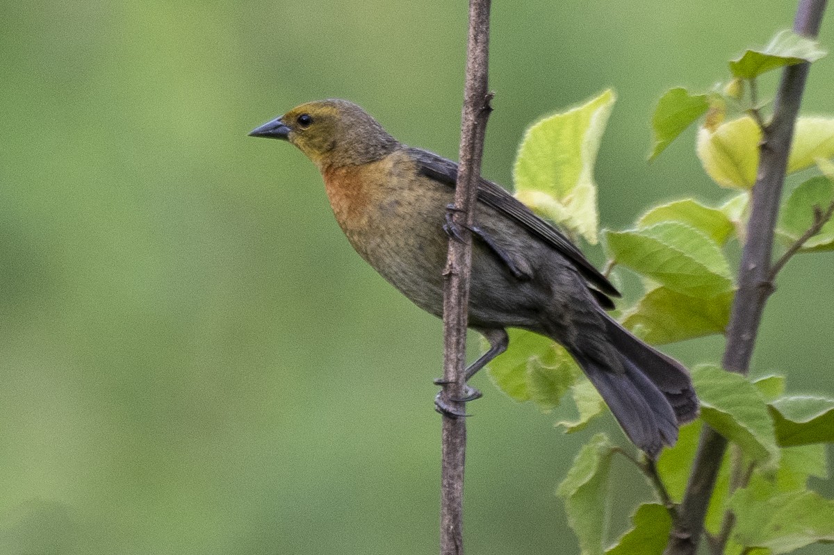 Chestnut-capped Blackbird - ML519701831