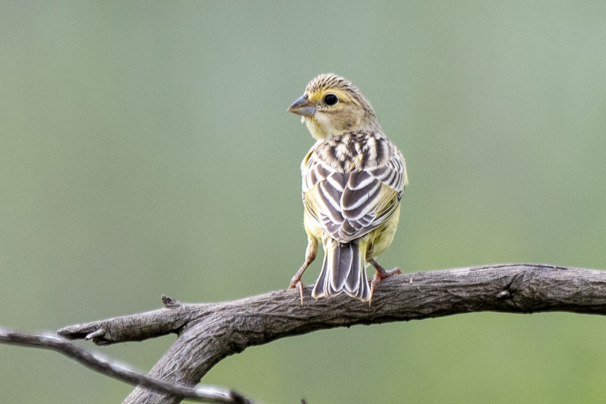 Grassland Yellow-Finch - ML519702031