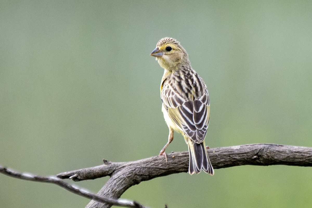 Grassland Yellow-Finch - ML519702061