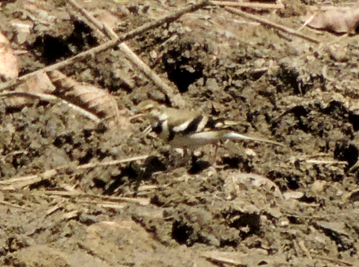 Forest Wagtail - ML51970261