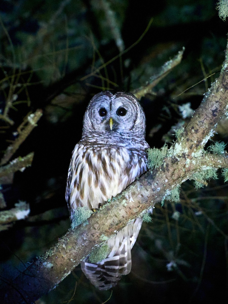 Barred Owl - ML519704571
