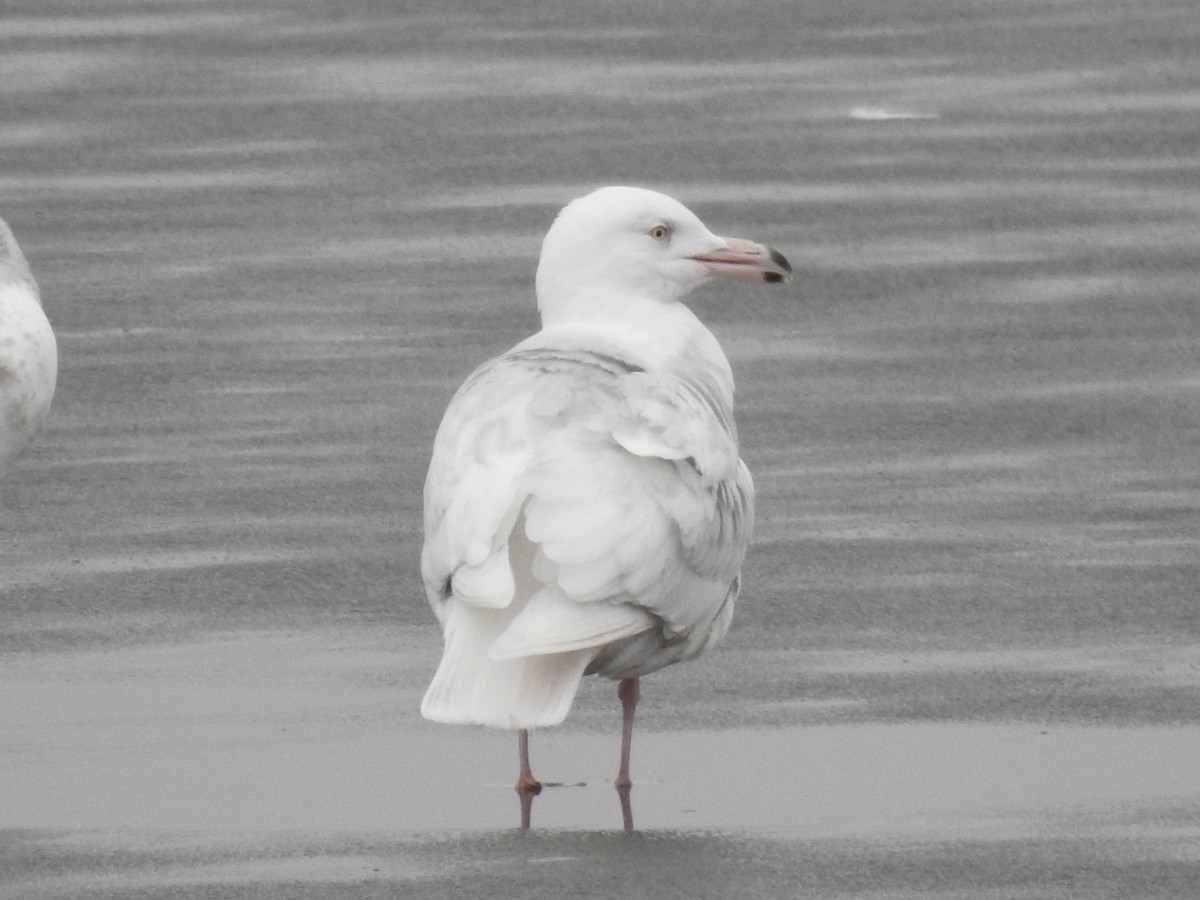 Glaucous Gull - ML519704901