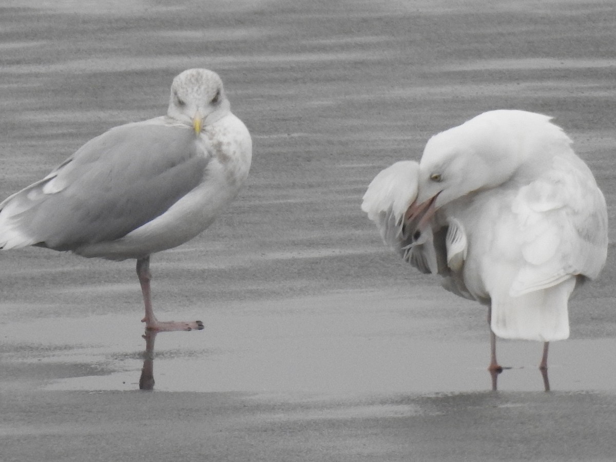 Glaucous Gull - ML519704911