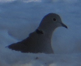 Eurasian Collared-Dove - ML519705221