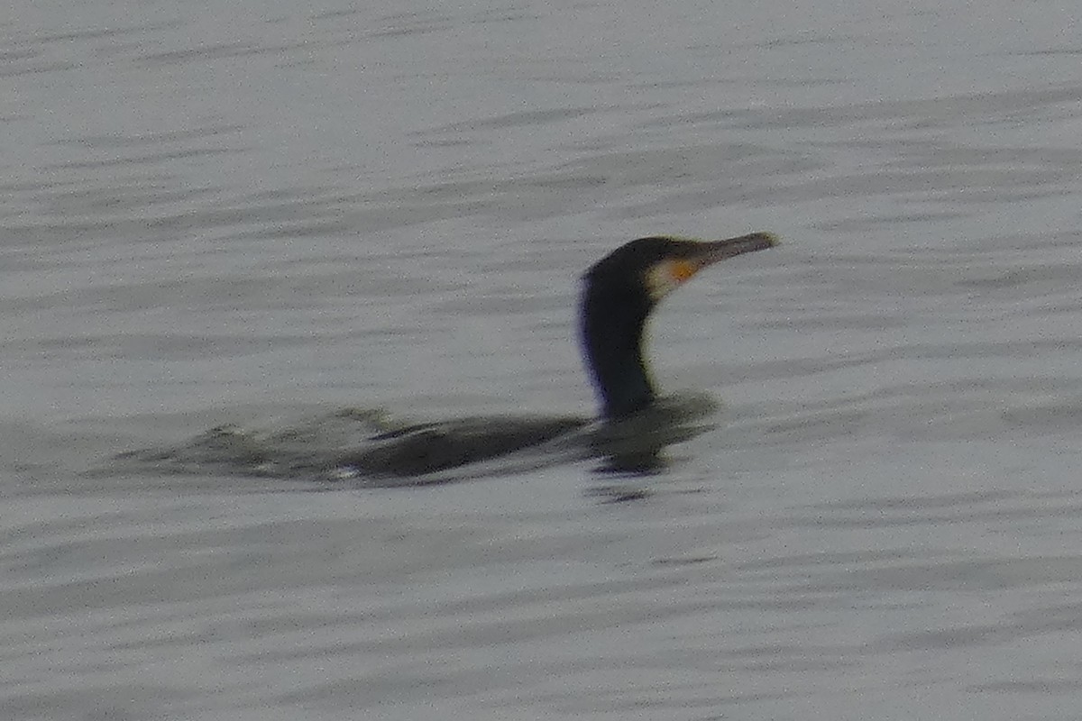 Great Cormorant - ML519705441