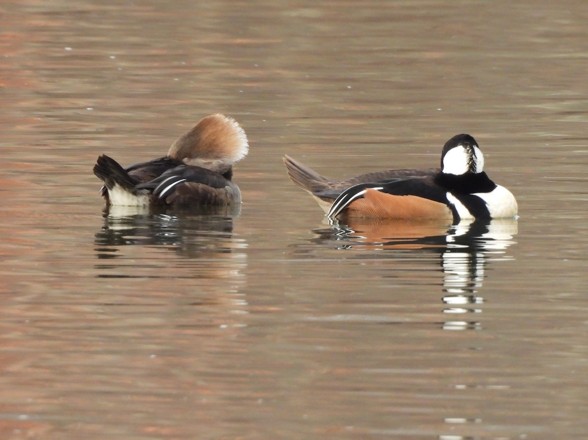 Hooded Merganser - ML519707521