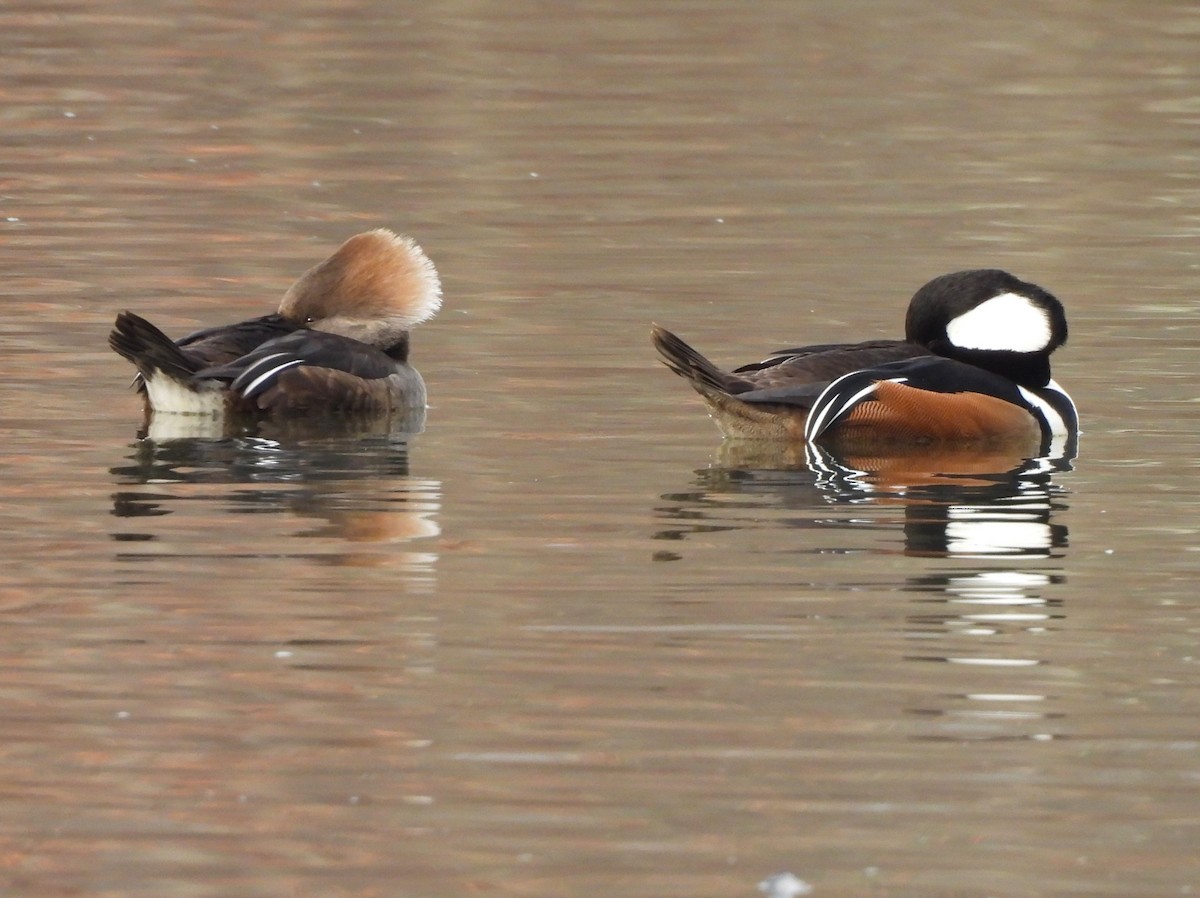Hooded Merganser - ML519707531