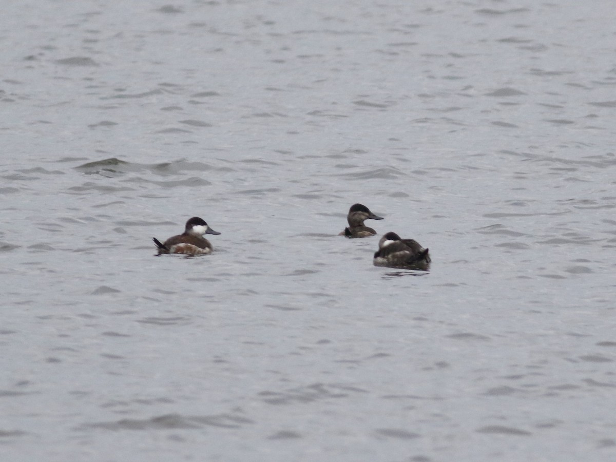 Ruddy Duck - Jeff Bolsinger