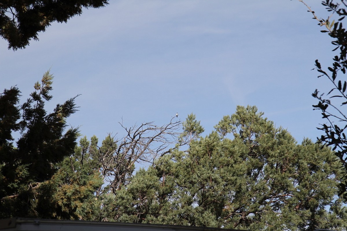 Violet-crowned Hummingbird - ML51971351