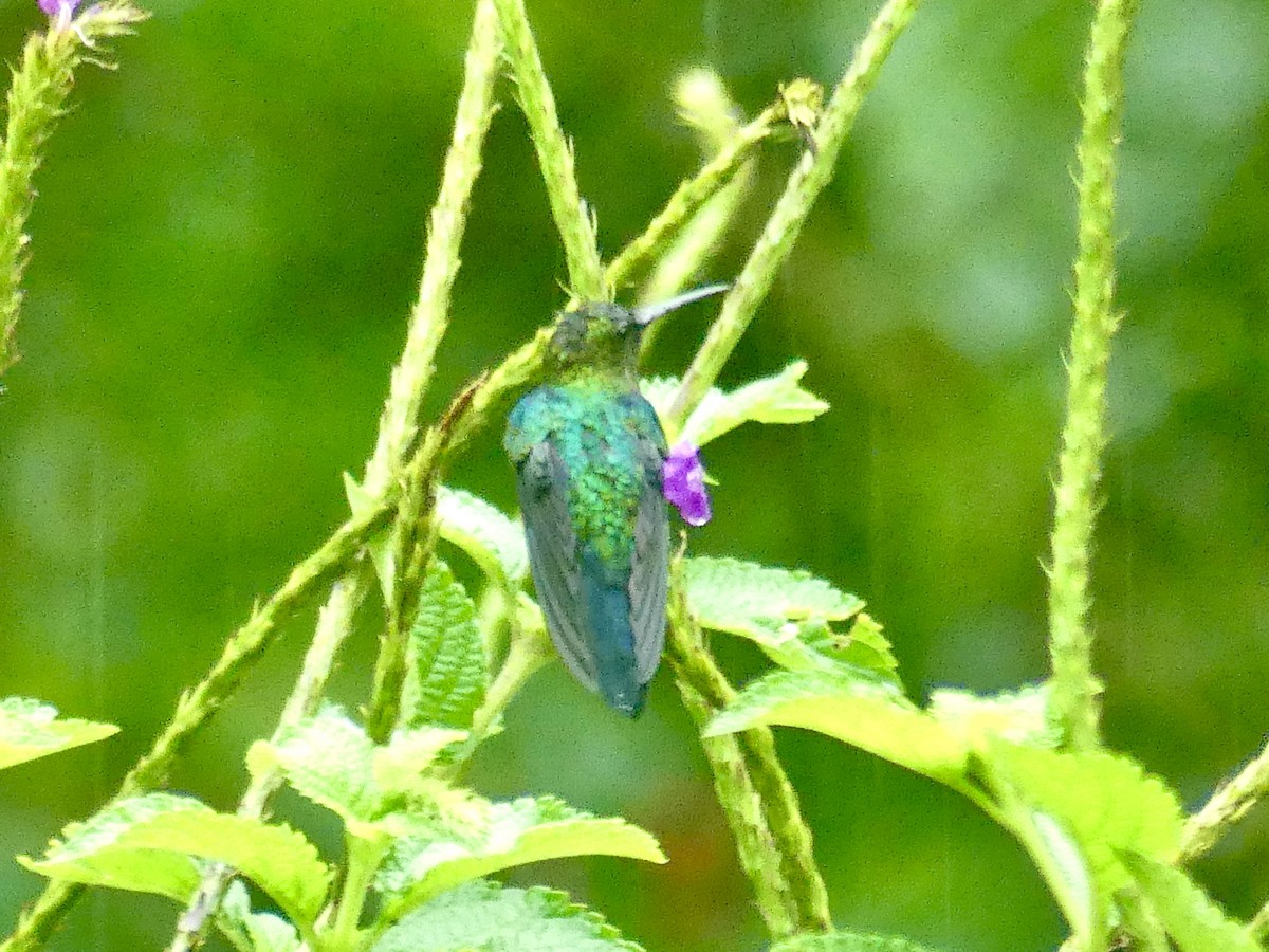 Fork-tailed Woodnymph - ML519714371