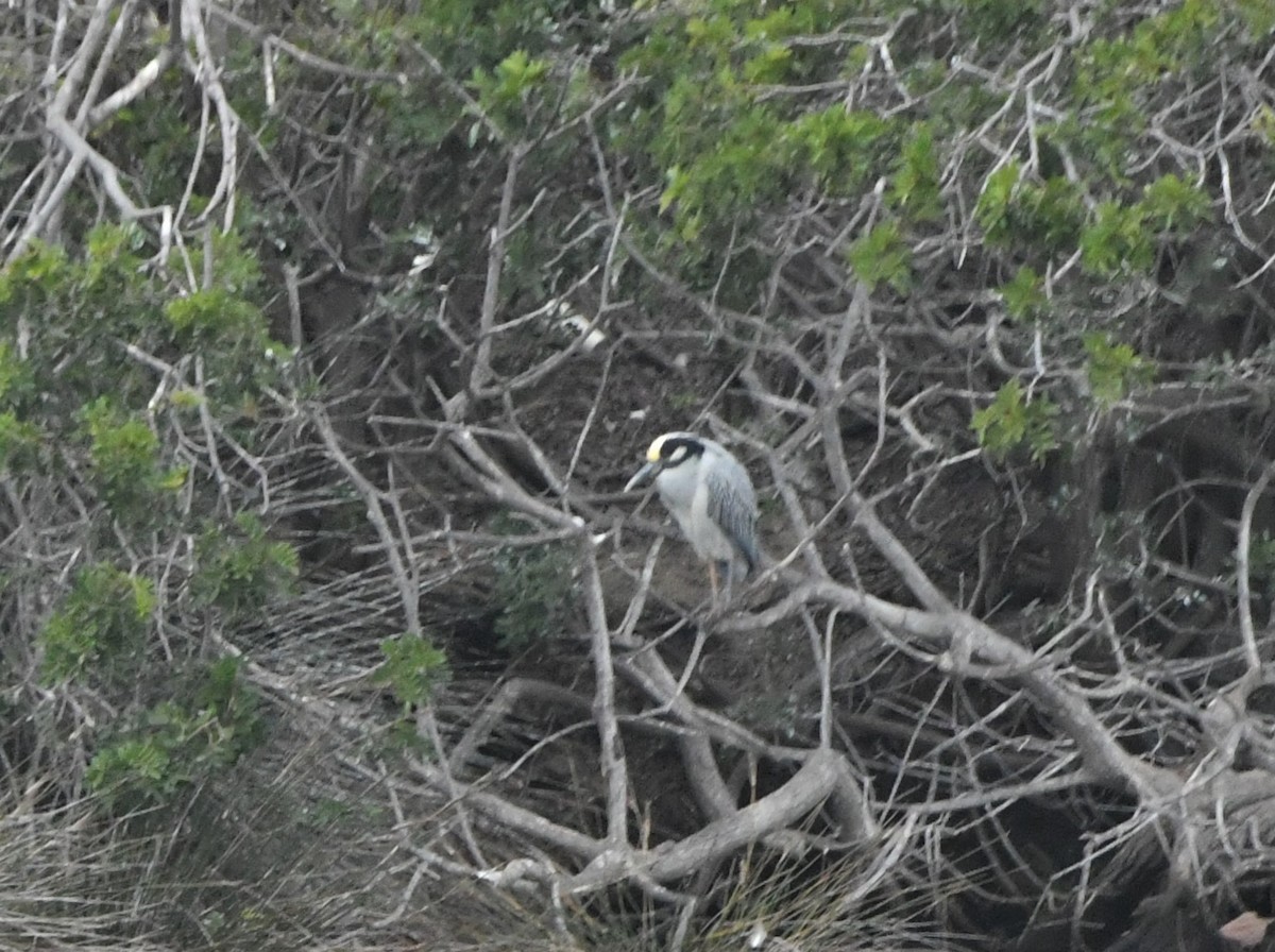 eBird Checklist - 2 Jan 2023 - Bolsa Chica--walkbridge/inner bay - 53 ...