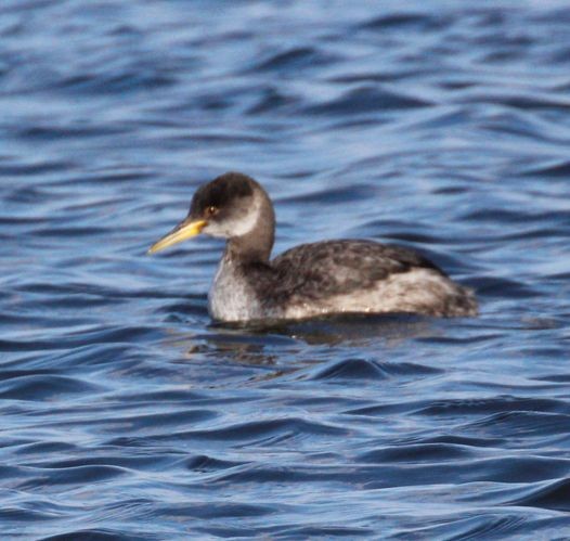 Red-necked Grebe - Theresa Gessing