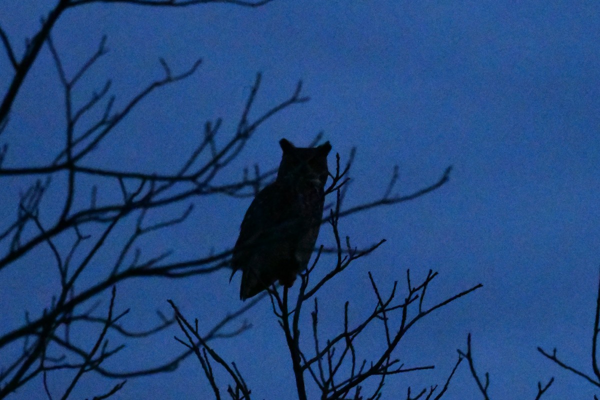 Great Horned Owl - ML519716801