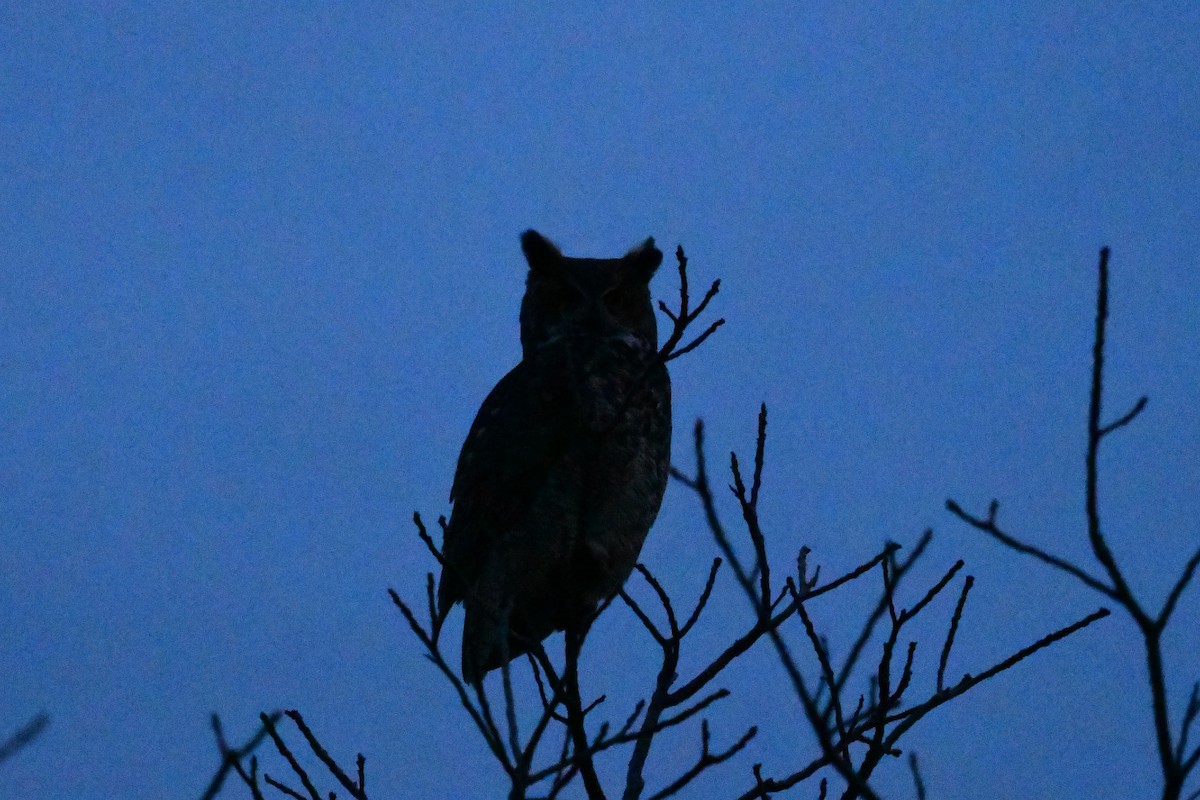 Great Horned Owl - ML519717541