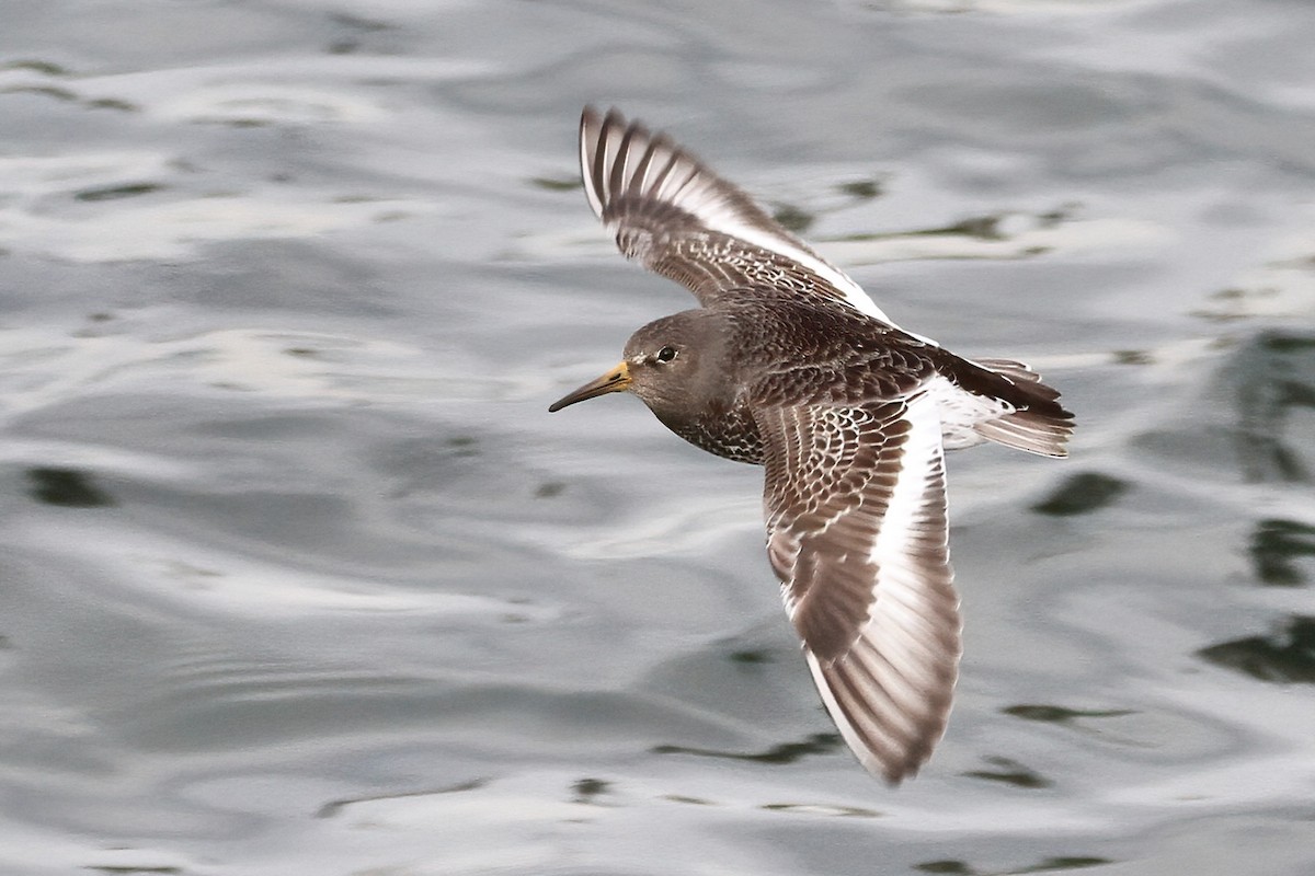 Rock Sandpiper - Daniel Graca