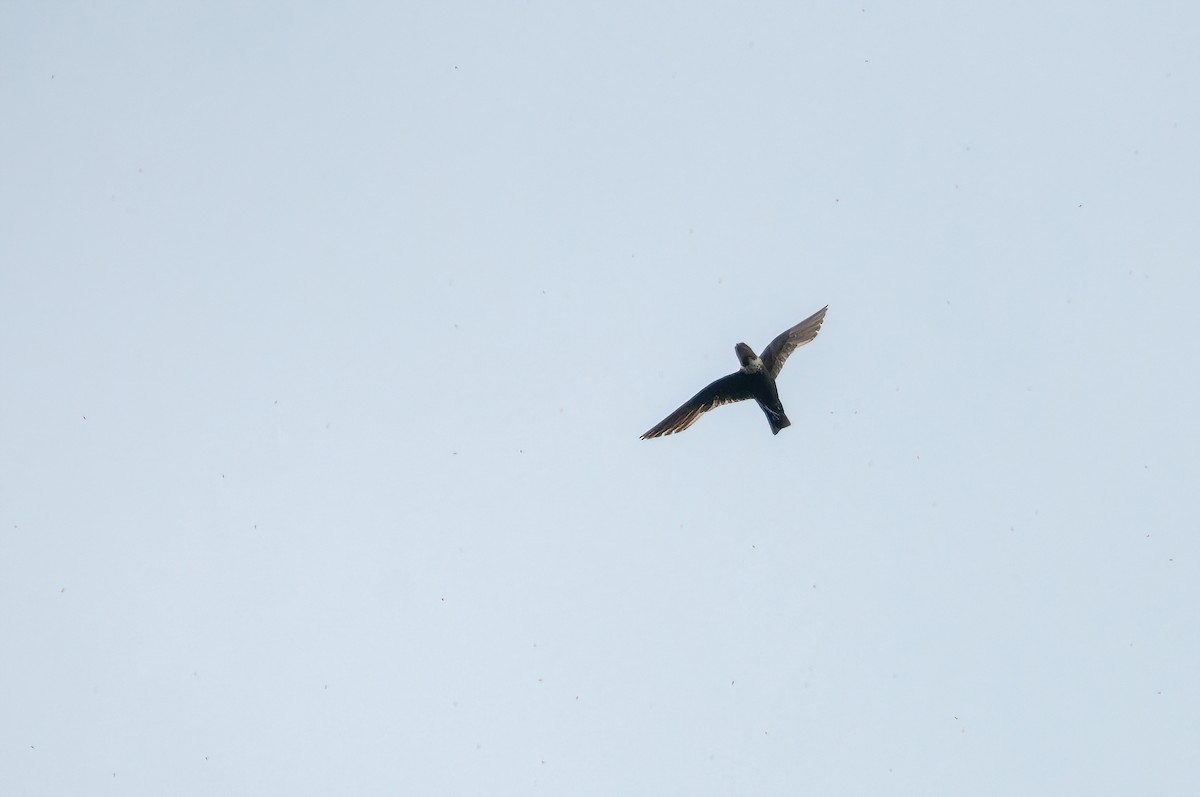 White-collared Swift - ML519720061