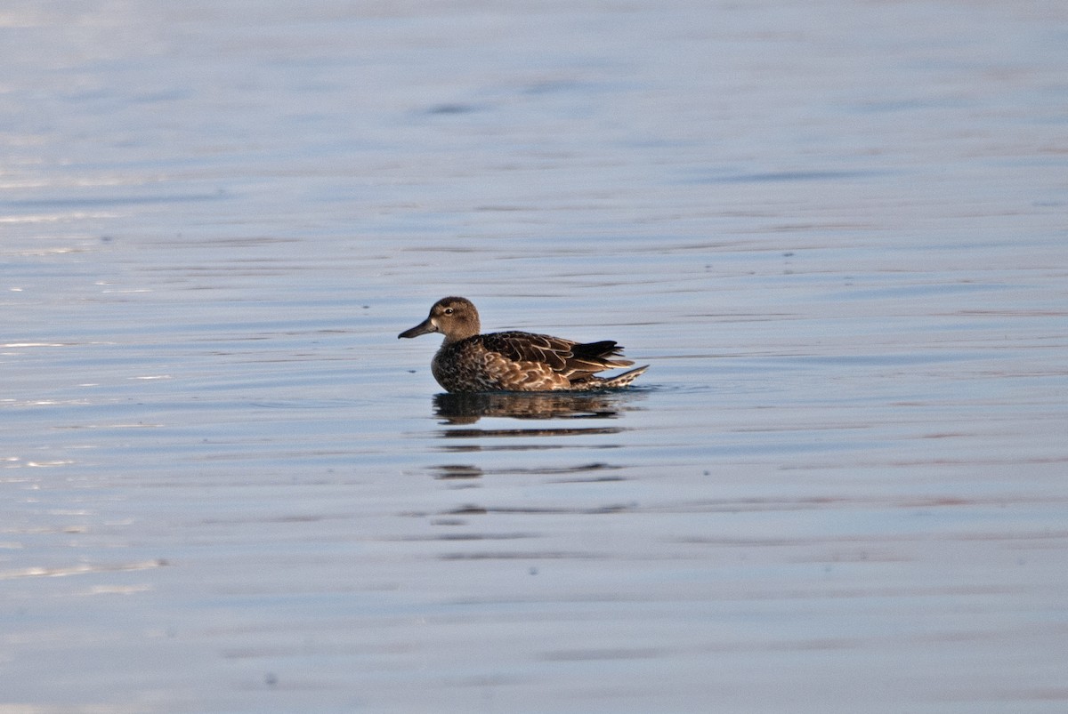 Blue-winged Teal - ML519720481