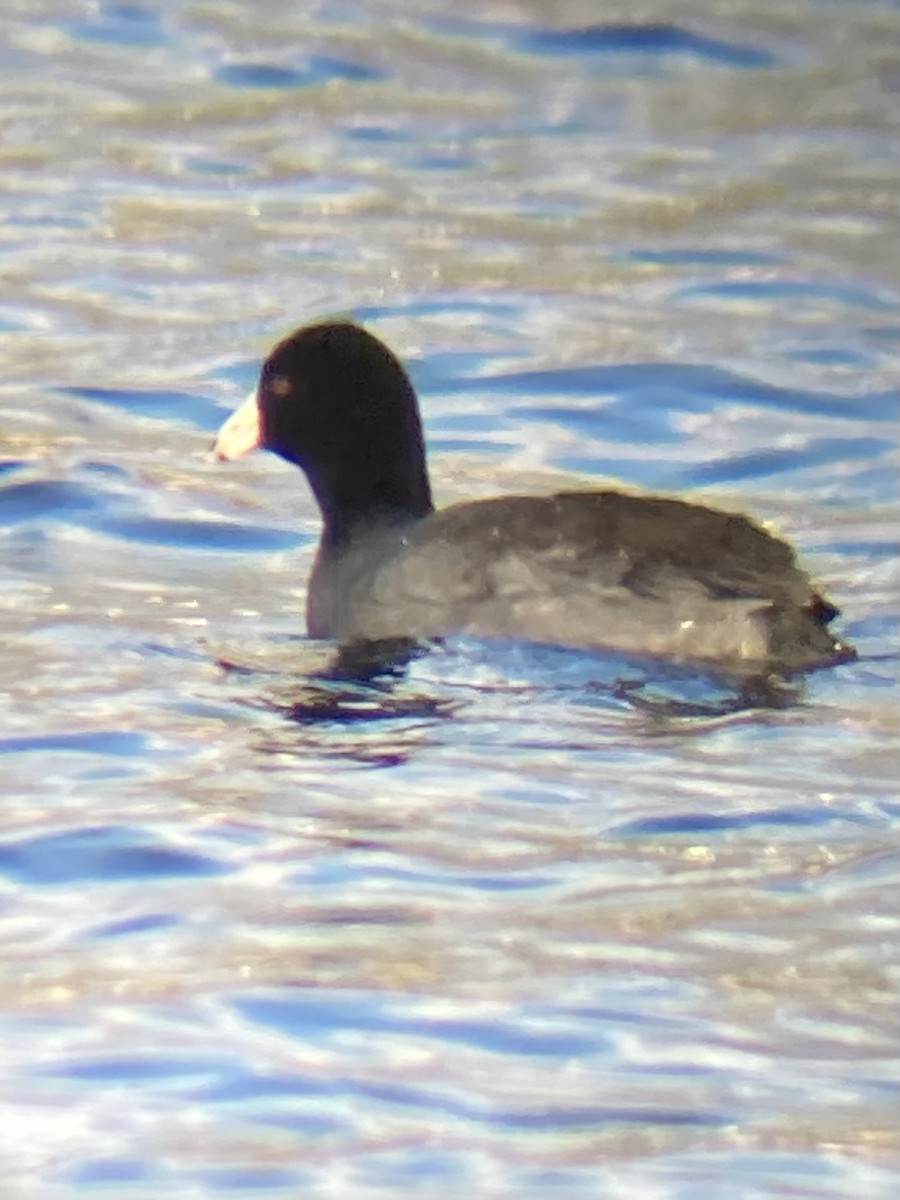 American Coot - David Harrison