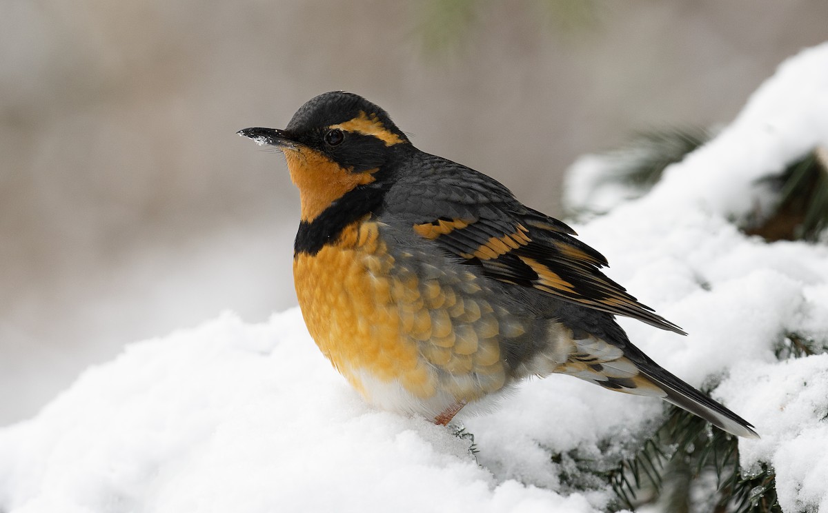 Varied Thrush - ML519721471