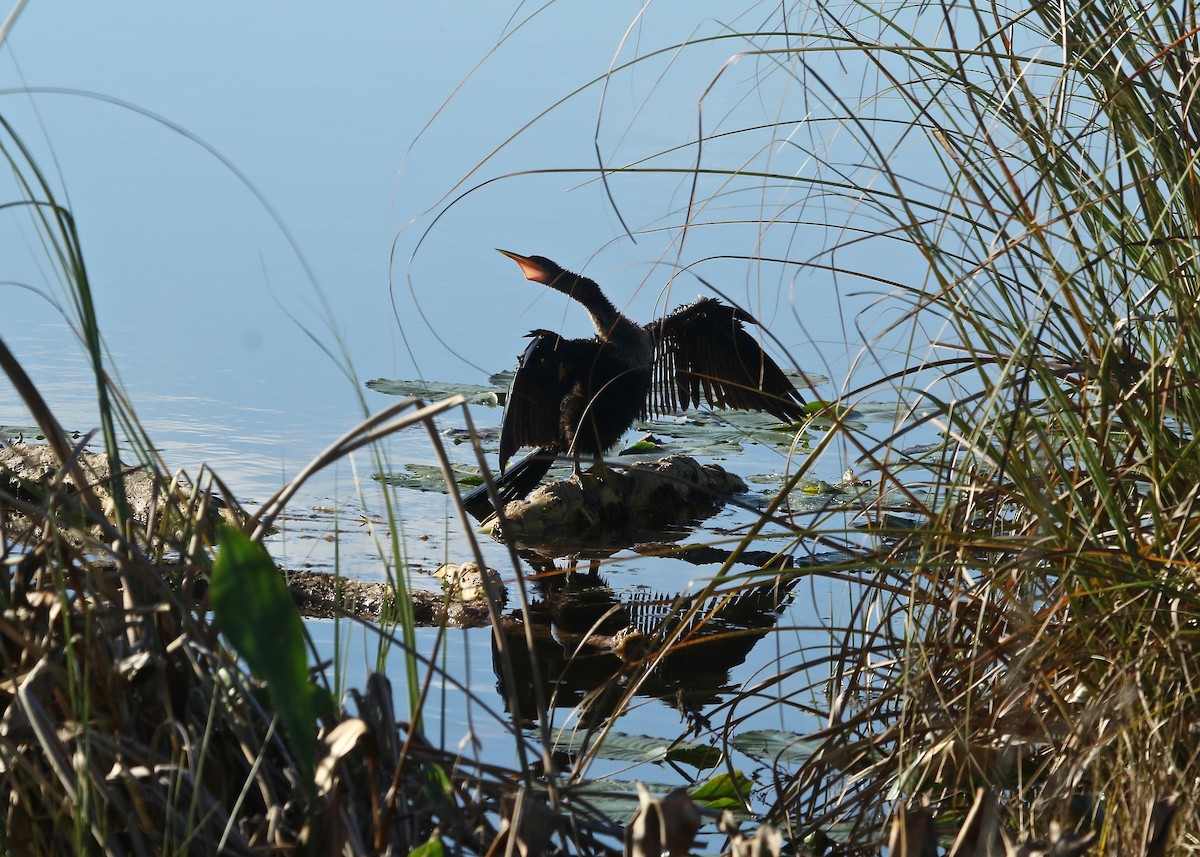 Anhinga - ML519721741