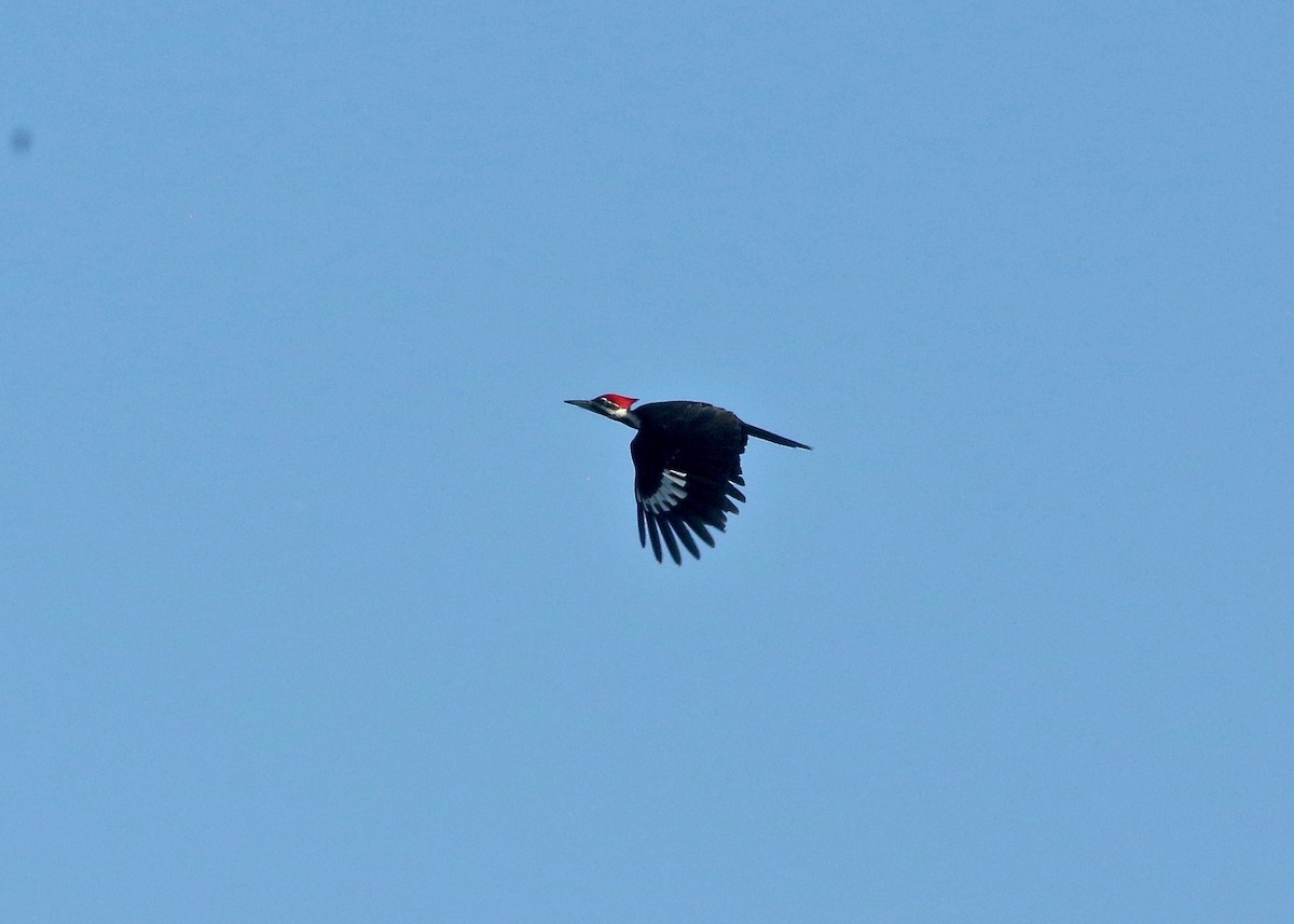 Pileated Woodpecker - ML519721961