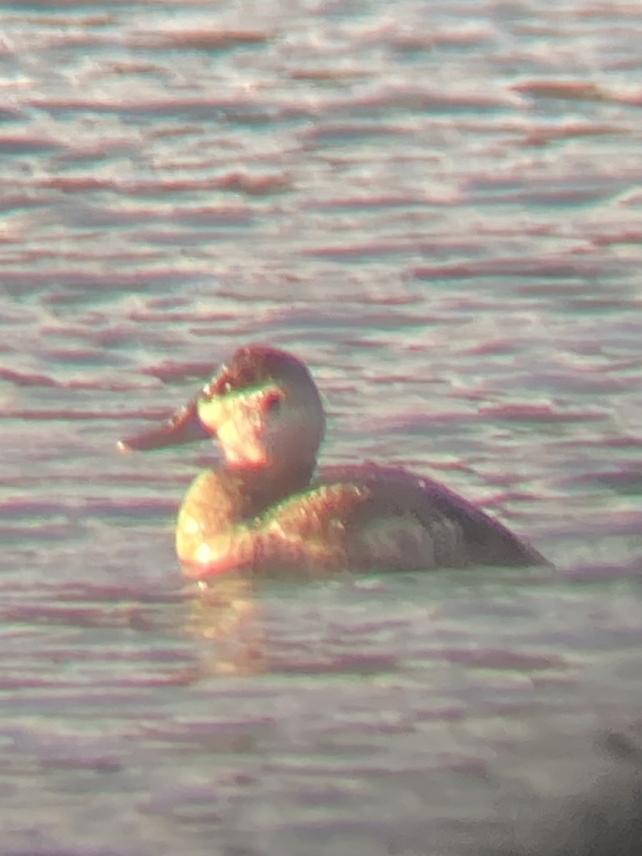 Ruddy Duck - ML519722191