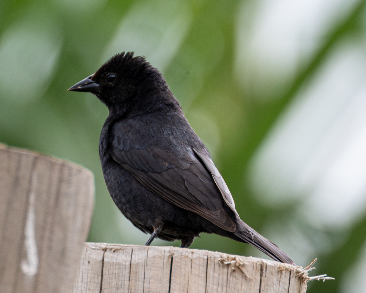 Shiny Cowbird - ML519725271