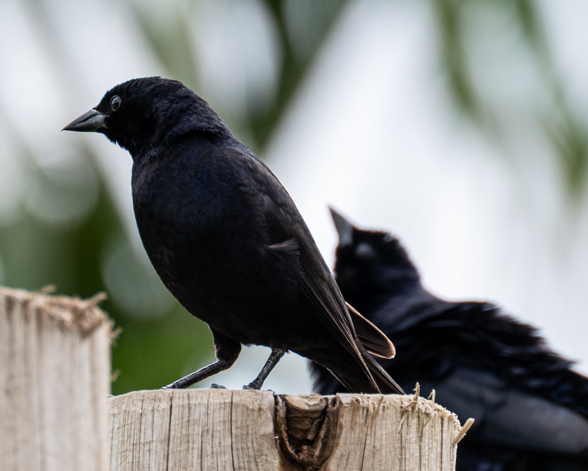 Shiny Cowbird - ML519725281