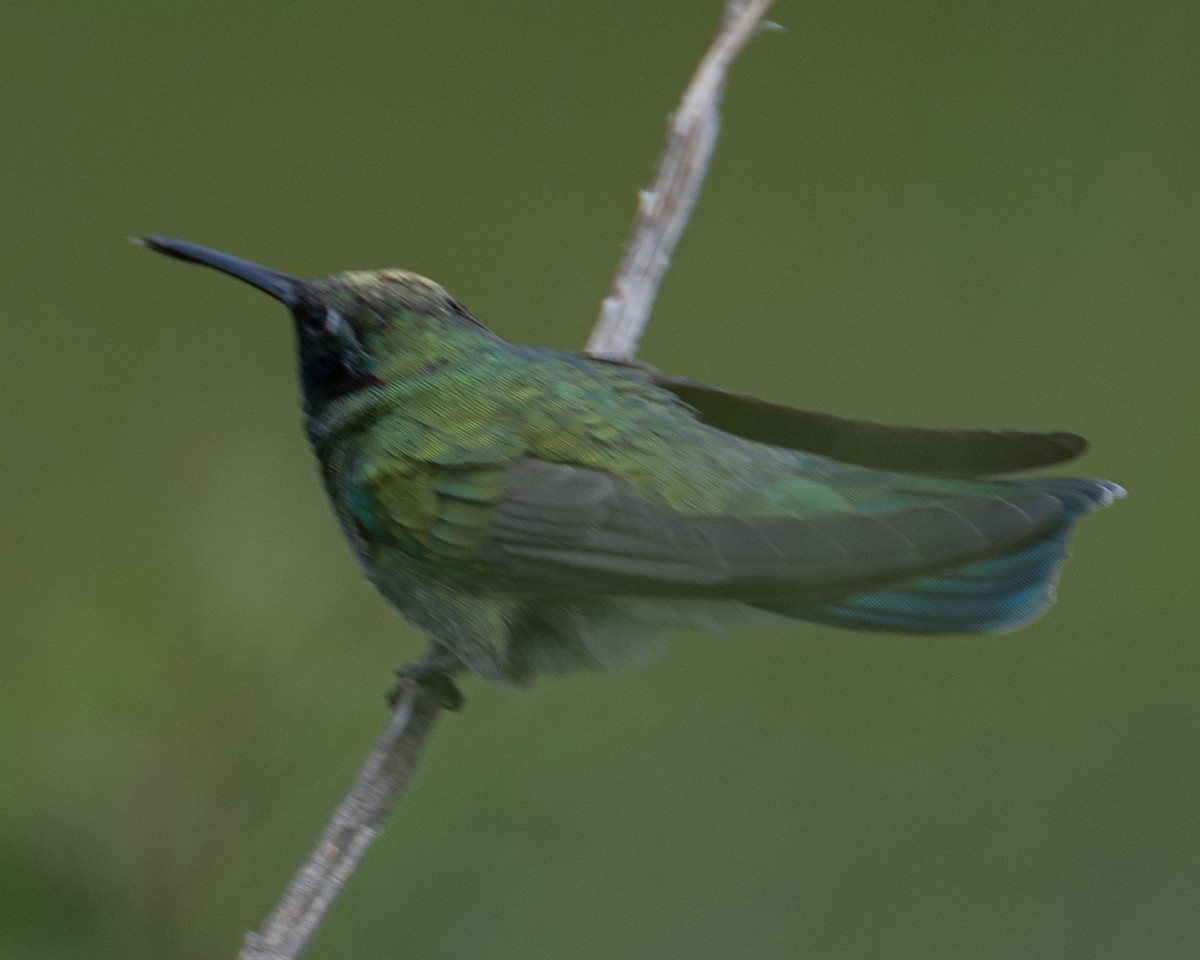 kolibřík ametystouchý - ML519725671