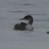 Red-necked Grebe - ML519725781
