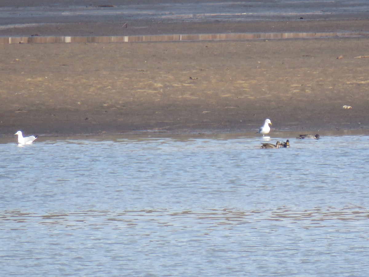 Northern Pintail - ML519727431